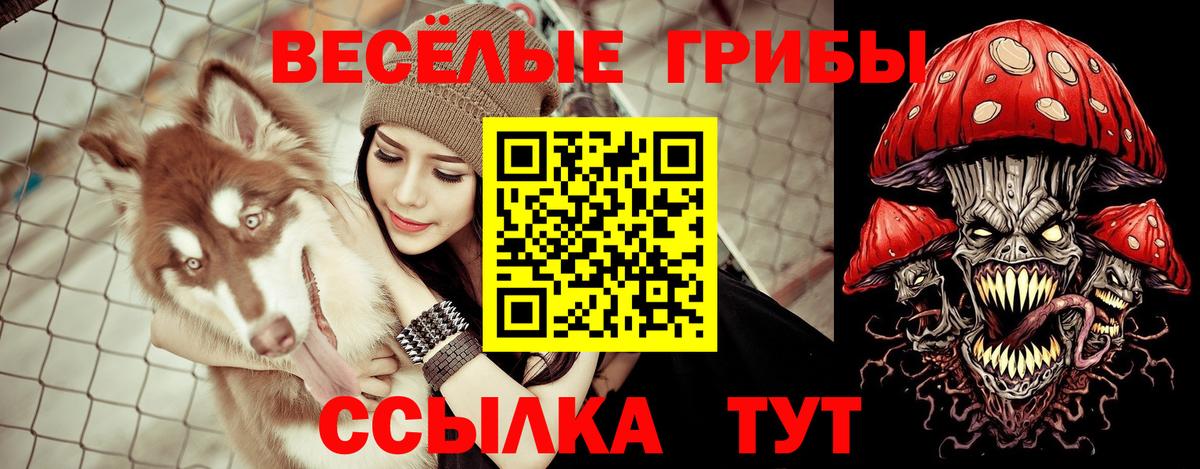 Галлюциногенные грибы Psilocybe Бирск